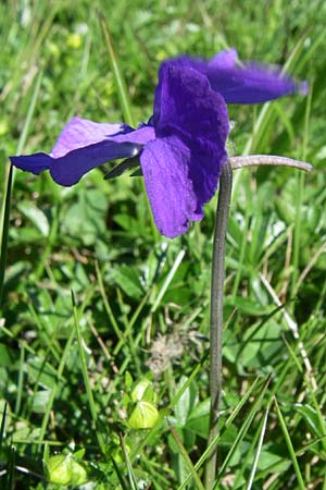 Viola calcarata \ Langsporniges Veilchen, Gesporntes Stiefmtterchen / Spurred Pansy, F Col de Saisies 21.6.2008