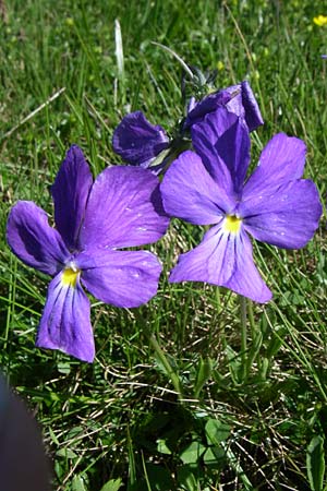 Viola calcarata \ Langsporniges Veilchen, Gesporntes Stiefmtterchen / Spurred Pansy, F Col de Saisies 21.6.2008