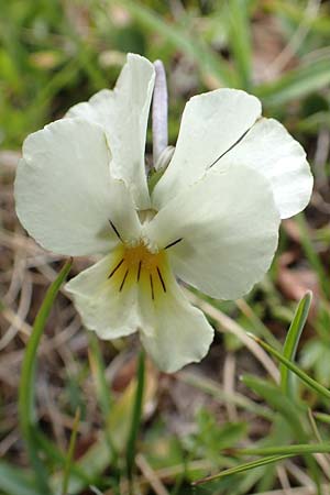 Viola calcarata \ Langsporniges Veilchen, Gesporntes Stiefmtterchen / Spurred Pansy, F Col de la Bonette 8.7.2016