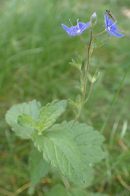 Veronica chamaedrys / Germander Speedwell, F Pyrenees, Col de Mantet 28.7.2018