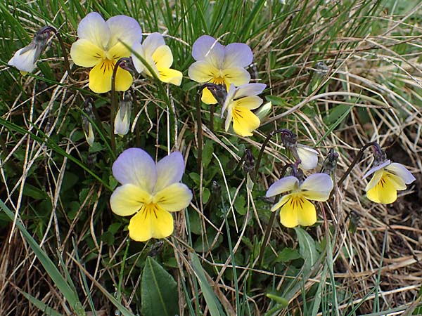 Viola calcarata \ Langsporniges Veilchen, Gesporntes Stiefmtterchen / Spurred Pansy, F Queyras, Fontgillarde 30.4.2023