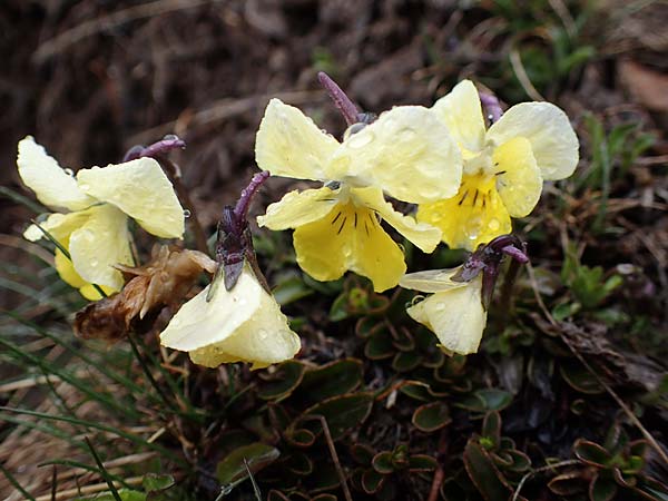 Viola calcarata \ Langsporniges Veilchen, Gesporntes Stiefmtterchen / Spurred Pansy, F Col de la Cayolle 30.4.2023