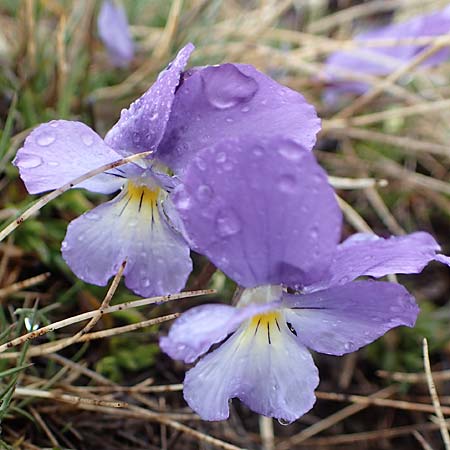 Viola calcarata \ Langsporniges Veilchen, Gesporntes Stiefmtterchen / Spurred Pansy, F Col de la Cayolle 30.4.2023