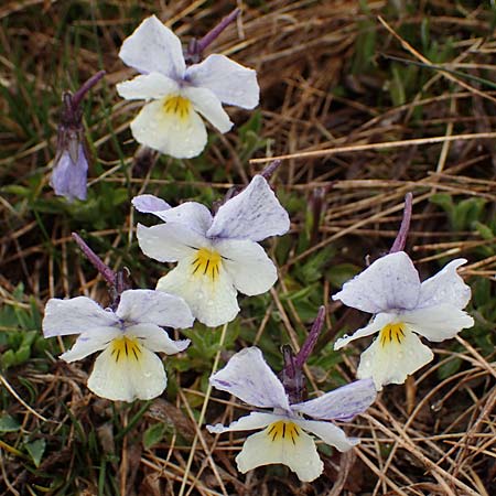 Viola calcarata \ Langsporniges Veilchen, Gesporntes Stiefmtterchen / Spurred Pansy, F Col de la Cayolle 30.4.2023