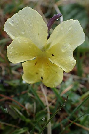Viola calcarata \ Langsporniges Veilchen, Gesporntes Stiefmtterchen / Spurred Pansy, F L'Authion 1.5.2023