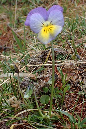 Viola calcarata \ Langsporniges Veilchen, Gesporntes Stiefmtterchen / Spurred Pansy, F L'Authion 1.5.2023