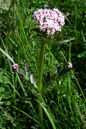 Valeriana dioica \ Sumpf-Baldrian / Marsh Valerian, F Col de Saisies 21.6.2008