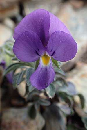 Viola diversifolia \ Verschiedenblttriges Veilchen, F Pyrenäen, Puigmal 1.8.2018