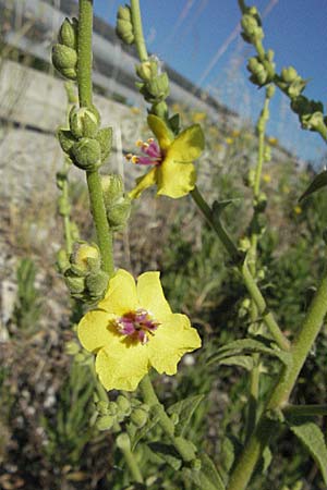 Verbascum sinuatum \ Gewelltblttrige Knigskerze, F S. Gilles 7.6.2006