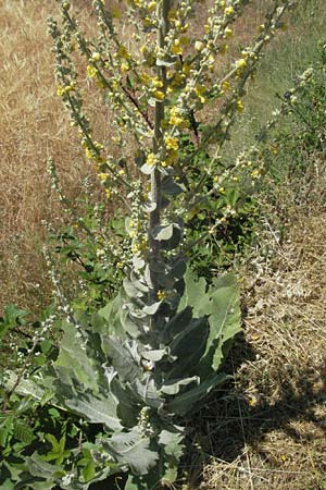 Verbascum pulverulentum \ Flockige Knigskerze / Hoary Mullein, F Millau 8.6.2006