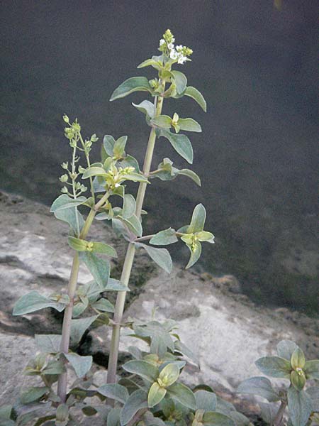 Veronica catenata \ Blasser Gauchheil-Ehrenpreis, Roter Wasser-Ehrenpreis / Pink Water Speedwell, F Avignon 8.8.2006