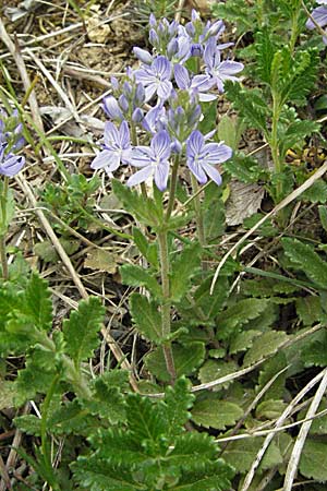 Veronica teucrium \ Groer Ehrenpreis / Large Speedwell, F Corbières, Talairan 13.5.2007