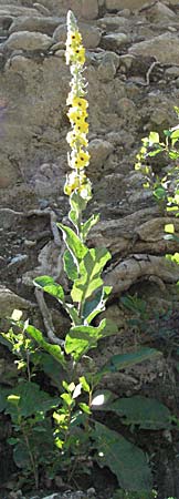 Verbascum nigrum \ Dunkle Knigskerze, Schwarze Knigskerze, F Pyrenäen, Prades 14.5.2007