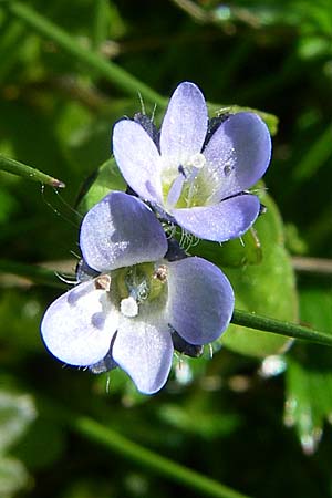 Veronica alpina / Alpine Speedwell, F Col de Saisies 21.6.2008