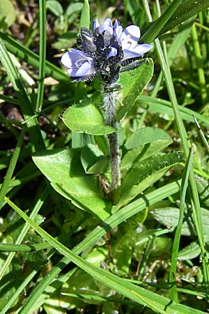 Veronica alpina / Alpine Speedwell, F Col de Saisies 21.6.2008