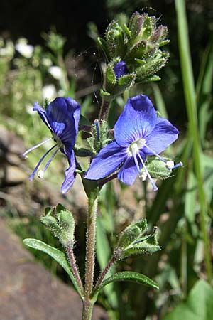 Veronica fruticans \ Felsen-Ehrenpreis / Rock Speedwell, F Pyrenäen/Pyrenees, Err 26.6.2008