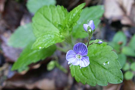 Veronica montana \ Berg-Ehrenpreis / Wood Speedwell, F Pyrenäen/Pyrenees, Aunat 27.6.2008