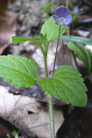 Veronica montana \ Berg-Ehrenpreis / Wood Speedwell, F Pyrenäen/Pyrenees, Aunat 27.6.2008