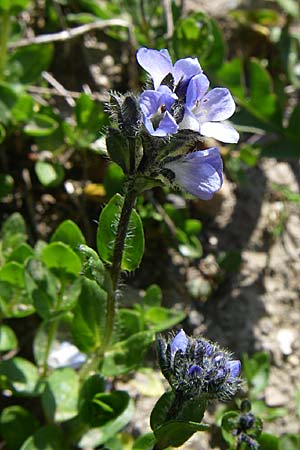 Veronica alpina \ Alpen-Ehrenpreis, F Col de Lautaret Botan. Gar. 28.6.2008