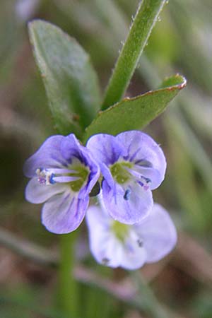 Veronica serpyllifolia \ Quendelblttriger Ehrenpreis, Thymian-Ehrenpreis / Thyme-Leaved Speedwell, F Col de Saisies 28.6.2008