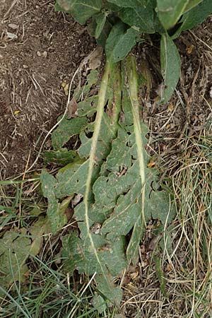 Verbascum lychnitis ? / White Mullein, F Pyrenees, Col de Mantet 28.7.2018