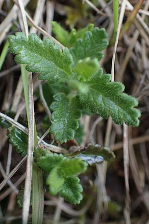 Veronica prostrata subsp. scheereri \ Scheerers Ehrenpreis, F Brochon 28.4.2023