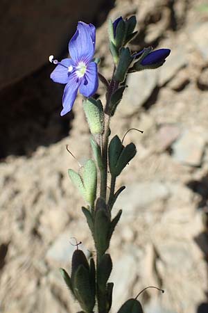 Veronica fruticans / Rock Speedwell, F Pyrenees, Puigmal 1.8.2018