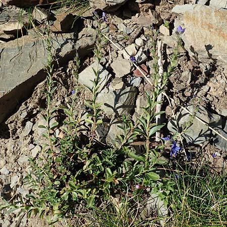 Veronica fruticans / Rock Speedwell, F Pyrenees, Puigmal 1.8.2018