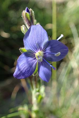 Veronica fruticans / Rock Speedwell, F Pyrenees, Puigmal 1.8.2018