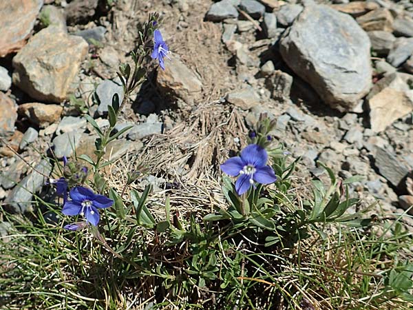 Veronica fruticans \ Felsen-Ehrenpreis / Rock Speedwell, F Pyrenäen/Pyrenees, Puigmal 1.8.2018