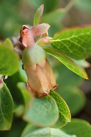 Vaccinium gaultherioides \ Kleinblttrige Moorbeere / Bog Bilberry, F Col de la Bonette 8.7.2016