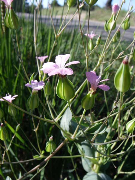 Gypsophila vaccaria \ Kuhkraut, F Greoux-les-Bains 23.6.2008