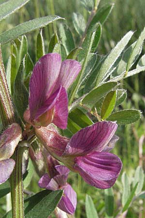 Vicia pannonica subsp. striata \ Gestreifte Wicke / Hungarian Vetch, F Serres 12.5.2007