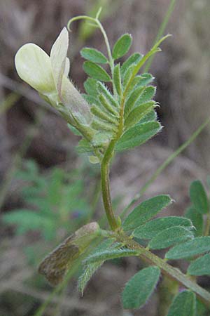 Vicia hybrida \ Hybrid-Wicke, F Maures, Vidauban 12.5.2007