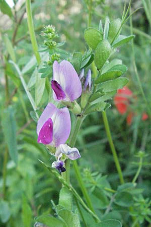 Vicia sativa var. sativa \ Saat-Wicke, Echte Futter-Wicke / Common Vetch, F Maures, Bois de Rouquan 12.5.2007