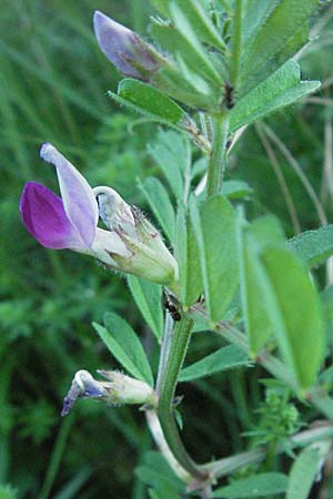 Vicia sativa var. sativa \ Saat-Wicke, Echte Futter-Wicke / Common Vetch, F Maures, Bois de Rouquan 12.5.2007