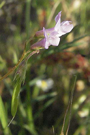 Vicia disperma \ Zweisamige Wicke / European Vetch, F Maures, Bois de Rouquan 12.5.2007