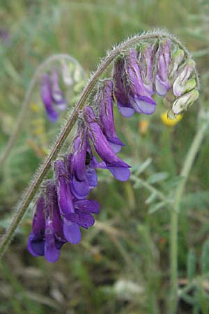 Vicia villosa \ Zottel-Wicke, Zottige Wicke / Hairy Vetch, F Camargue 13.5.2007