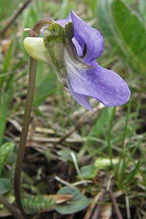 Viola canina \ Hunds-Veilchen, F Pyrenäen, Eyne 14.5.2007