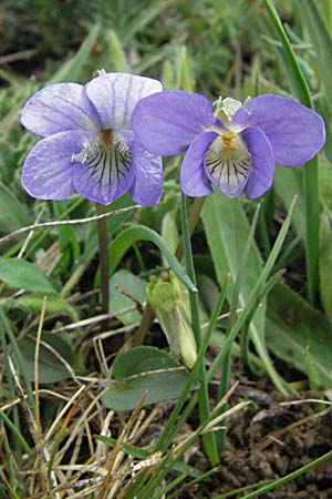 Viola canina \ Hunds-Veilchen, F Pyrenäen, Eyne 14.5.2007