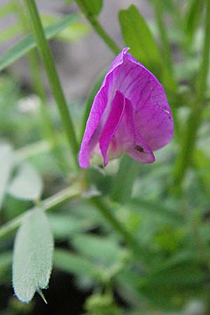 Vicia pyrenaica \ Pyrenen-Wicke / Pyrenean Vetch, F Pyrenäen/Pyrenees, Olette 14.5.2007