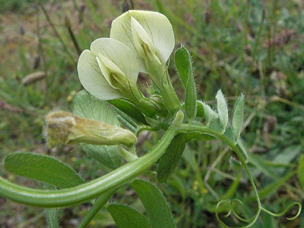 Vicia hybrida \ Hybrid-Wicke, F Causse du Larzac 15.5.2007