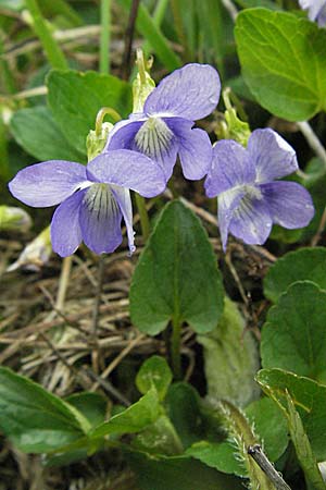 Viola canina \ Hunds-Veilchen, F Pradelles 16.5.2007