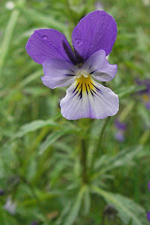 Viola tricolor \ Wildes Stiefmtterchen, F Pradelles 16.5.2007