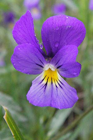 Viola tricolor \ Wildes Stiefmtterchen / Heartsease, Wild Pansy, F Pradelles 16.5.2007