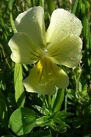 Viola lutea \ Vogesen-Veilchen, Gelbes Alpen-Stiefmtterchen / Mountain Pansy, F Vogesen/Vosges, Grand Ballon 21.6.2008