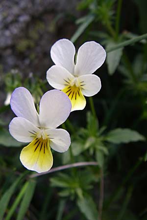 Viola saxatilis \ Gebirgs-Veilchen / Rock Pansy, F Pyrenäen/Pyrenees, Eyne 25.6.2008