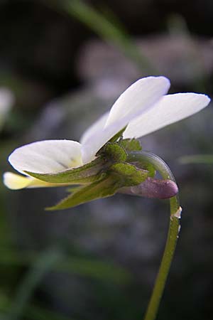 Viola saxatilis \ Gebirgs-Veilchen / Rock Pansy, F Pyrenäen/Pyrenees, Eyne 25.6.2008