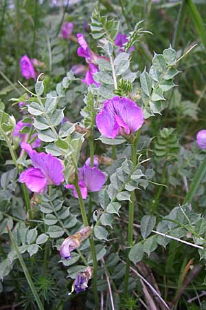 Vicia pyrenaica \ Pyrenen-Wicke / Pyrenean Vetch, F Pyrenäen/Pyrenees, Eyne 25.6.2008