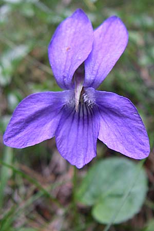 Viola reichenbachiana \ Wald-Veilchen, F Pyrenäen, Eyne 25.6.2008